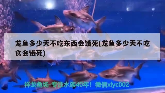 虎皮魚怎樣混養，虎皮魚能變色嗎？