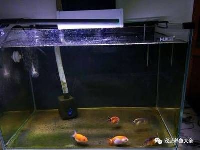 過年期間，魚缸漏水可能是因為多種原因導致的：過年期間魚缸漏水可能是因為多種原因導致的