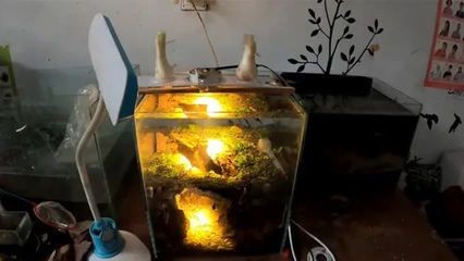過年期間，魚缸漏水可能是因為多種原因導致的：過年期間魚缸漏水可能是因為多種原因導致的