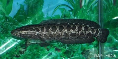 黑魚魚缸怎么養好看視頻，黑魚魚缸養殖技術視頻教程：關于黑魚魚缸怎么養好看的問題