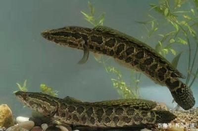 黑魚魚缸怎么養好看視頻，黑魚魚缸養殖技術視頻教程：關于黑魚魚缸怎么養好看的問題