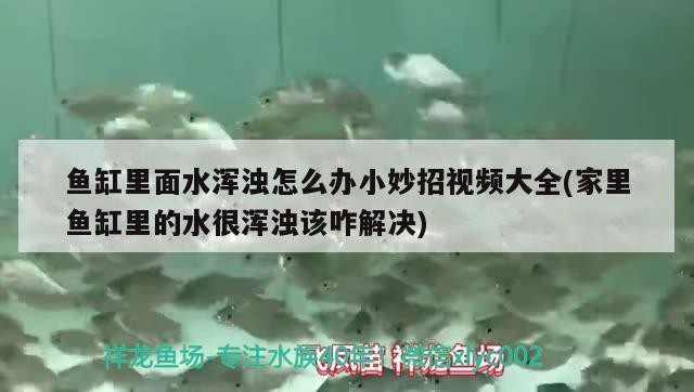 1.2米魚缸養幾條銀龍（1.2米魚缸養幾條銀龍魚合適）