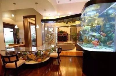 智能魚缸的科技革命，帶來了什么？：創意魚缸實景圖展示