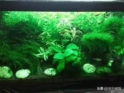 魚缸底濾魚缸設(shè)計(jì)計(jì)算器：魚缸底濾魚缸底濾魚缸計(jì)算器工具及底濾魚缸計(jì)算器工具