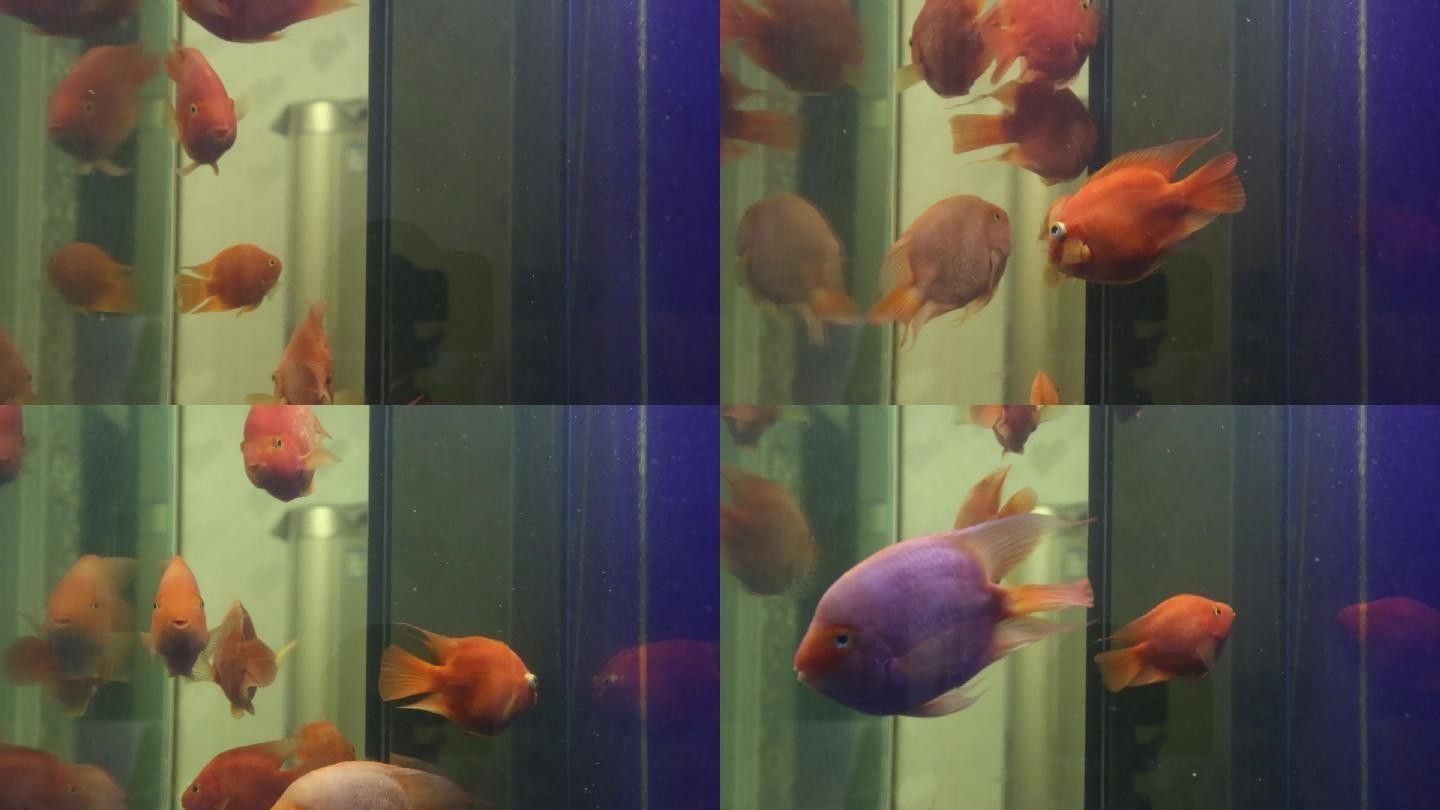 龍魚會(huì)不會(huì)撐死魚缸里的魚