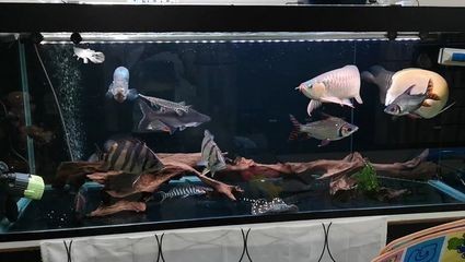 非洲金鼓魚市場行情，非洲金鼓魚市場價(jià)格趨勢預(yù)測非洲金鼓魚混養(yǎng)成功案例 非洲金鼓魚市場行情，非洲金鼓魚市場價(jià)格趨勢預(yù)測非洲金鼓魚混養(yǎng)成功案例 虎魚百科 第2張