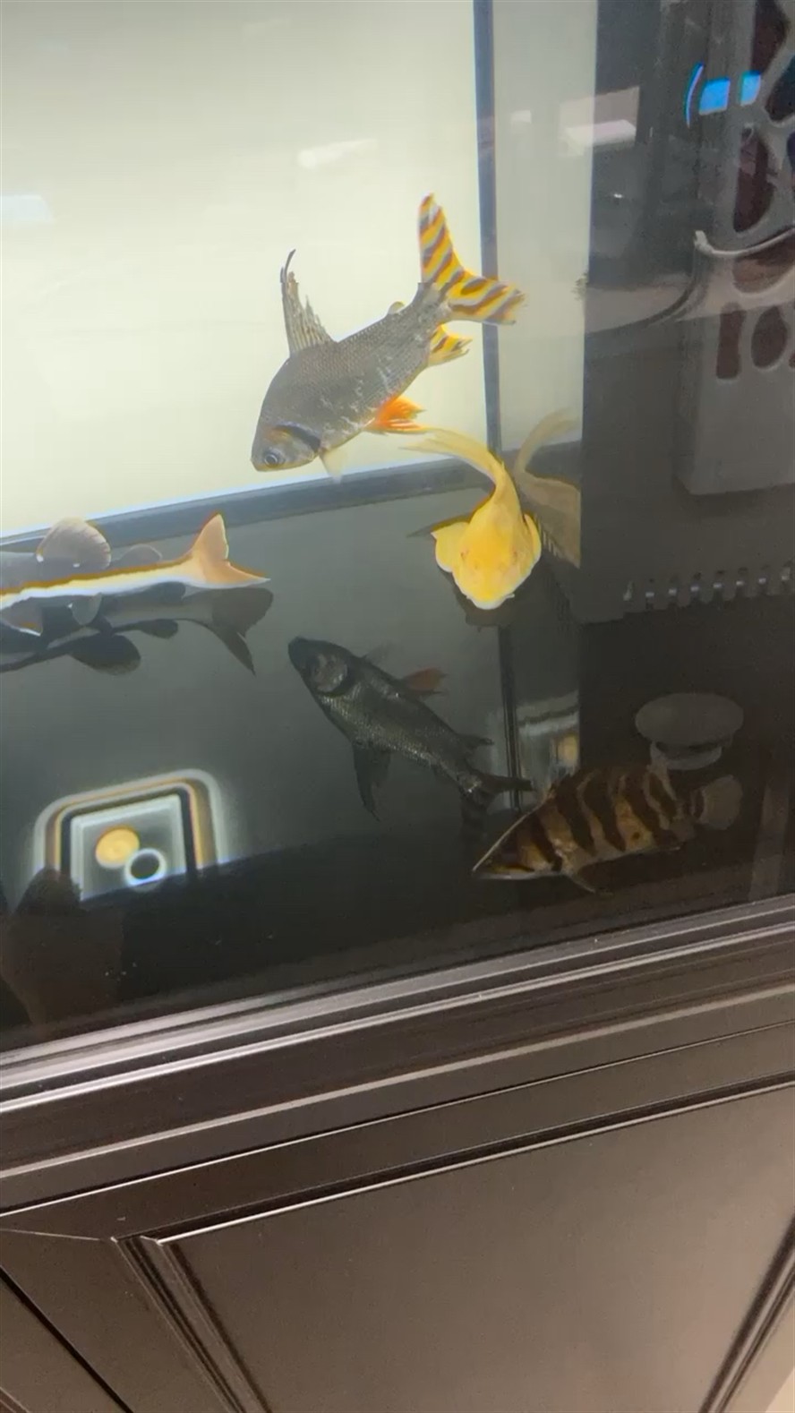虎魚吃什么呢？