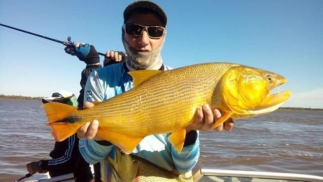 黃金河虎魚繁殖期飼料選擇，繁殖期虎魚飼料自制方法，繁殖期虎魚飼料保存技巧