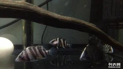 四紋虎魚鹽分調(diào)整技巧，四紋虎魚的鹽分調(diào)整技巧