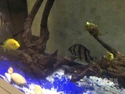 如何聯(lián)系祥龍魚場(chǎng)獲取設(shè)計(jì)圖?,《開心水族箱》如何聯(lián)系祥龍魚場(chǎng)獲取設(shè)計(jì)圖 龍魚百科 第2張 如何聯(lián)系祥龍魚場(chǎng)獲取設(shè)計(jì)圖?,《開心水族箱》如何聯(lián)系祥龍魚場(chǎng)獲取設(shè)計(jì)圖 如何聯(lián)系祥龍魚場(chǎng)獲取設(shè)計(jì)圖?,《開心水族箱》如何聯(lián)系祥龍魚場(chǎng)獲取設(shè)計(jì)圖 龍魚百科 第2張