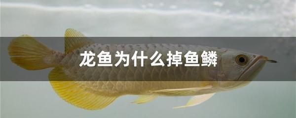 泉州二手魚缸交易平臺購買二手魚缸可以在以下平臺進行：二手魚缸價格是多少？