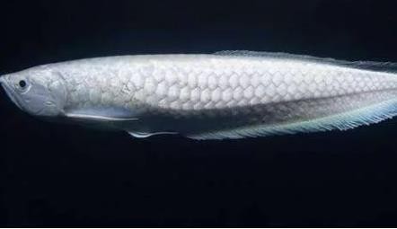 金龍魚和銀龍魚哪個(gè)好養(yǎng)活 金龍魚和銀龍魚哪個(gè)好養(yǎng)活 銀龍魚百科