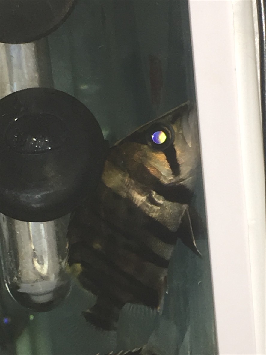 賣家永遠有理虎魚
