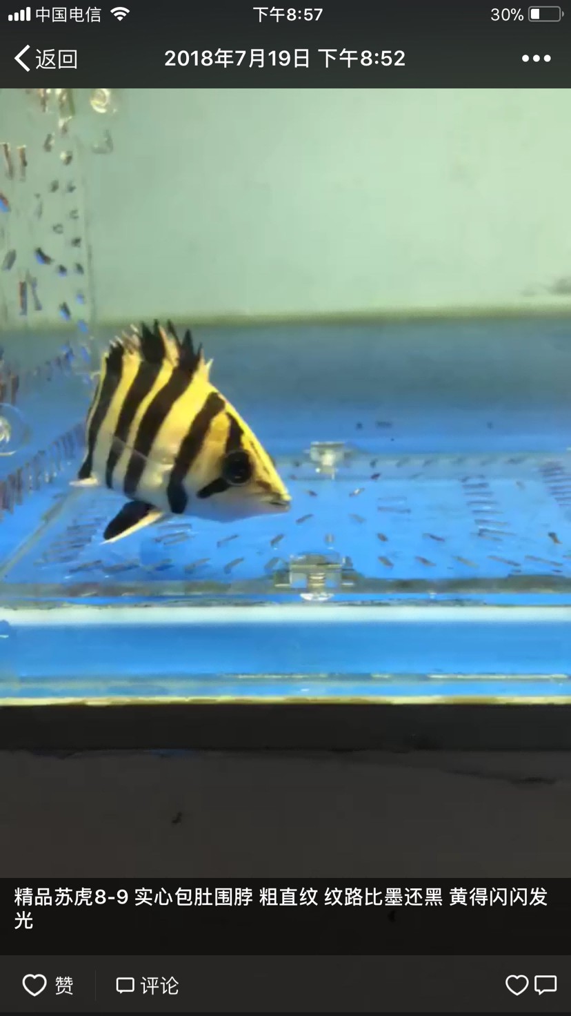 賣家永遠有理虎魚