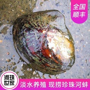 河蚌的養殖方法和技術：河蚌可以在魚缸里養活，但需要注意事項以確保其健康生長 河蚌的養殖方法和技術：河蚌可以在魚缸里養活，但需要注意事項以確保其健康生長 魚缸百科 第1張