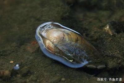 河蚌的養殖方法和技術：河蚌可以在魚缸里養活，但需要注意事項以確保其健康生長 河蚌的養殖方法和技術：河蚌可以在魚缸里養活，但需要注意事項以確保其健康生長 魚缸百科 第2張