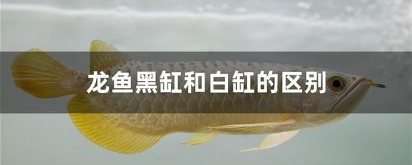 養(yǎng)龍魚黑缸好還是白缸好一點呢
