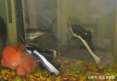 招財(cái)貓魚苗混養(yǎng)搭配建議，招財(cái)貓魚苗混養(yǎng)搭配