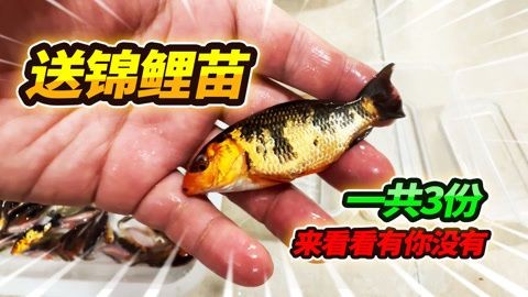 招財貓魚苗混養搭配建議，招財貓魚苗混養搭配