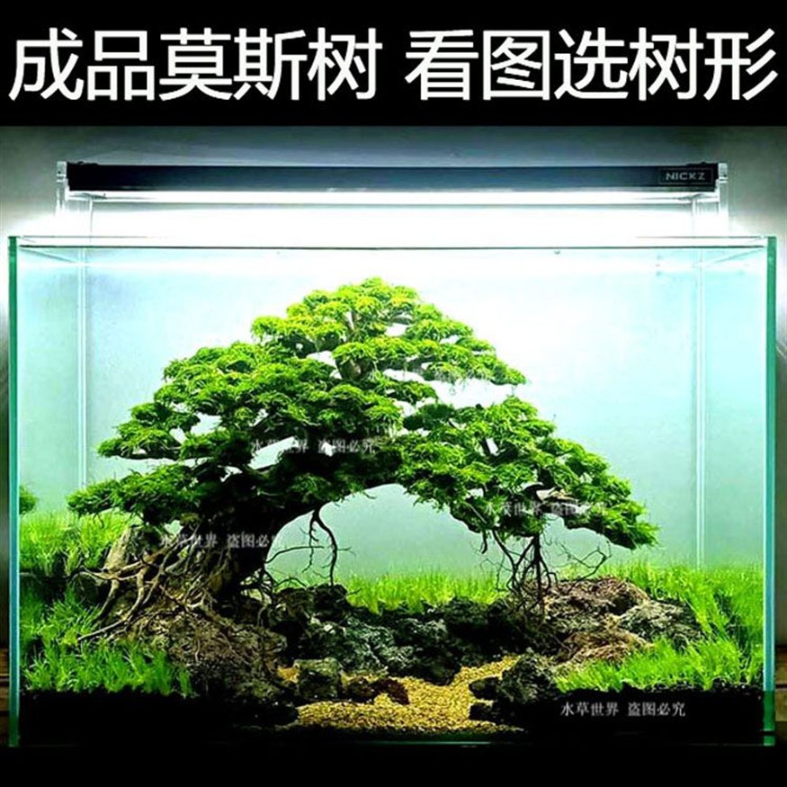 魚缸水質管理全攻略：魚缸水乳白色怎么辦 魚缸水質管理全攻略：魚缸水乳白色怎么辦 魚缸百科 第1張