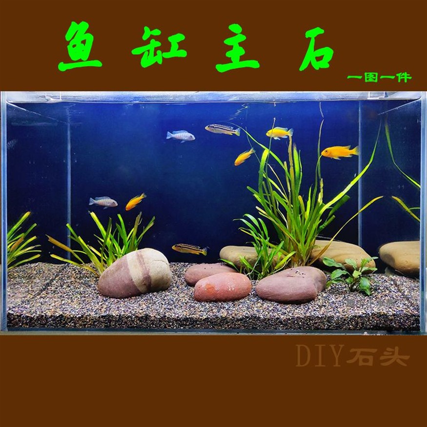 魚缸水質管理全攻略：魚缸水乳白色怎么辦 魚缸水質管理全攻略：魚缸水乳白色怎么辦 魚缸百科 第2張