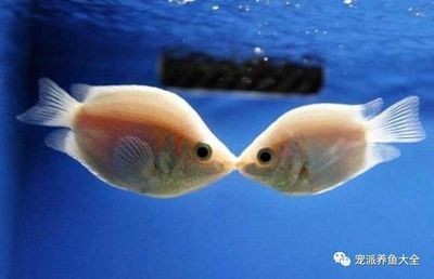 魚缸水質管理全攻略：魚缸水乳白色怎么辦 魚缸水質管理全攻略：魚缸水乳白色怎么辦 魚缸百科 第3張