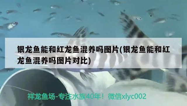銀龍魚能和紅龍魚混養嗎圖片(銀龍魚能和紅龍魚混養嗎圖片對比)