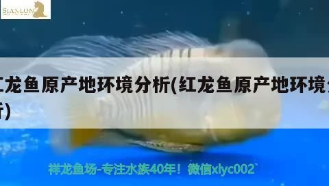 龍魚與虎魚混養視頻教程全集(龍魚和虎魚打架的解決辦法) 虎魚百科 第1張 龍魚與虎魚混養視頻教程全集(龍魚和虎魚打架的解決辦法) 龍魚與虎魚混養視頻教程全集(龍魚和虎魚打架的解決辦法) 虎魚百科 第1張