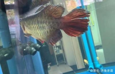 牟定縣鑫洋水族館（牟定縣鑫洋水族館電話）
