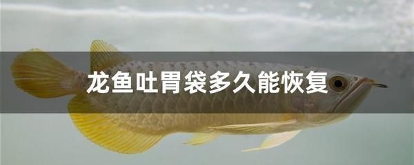 龍魚吃了吐出來的食物有事嗎