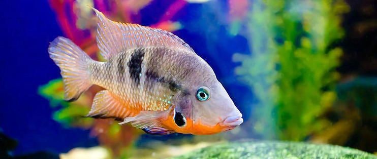 金魚缸內水藻控制方法，金魚缸內水藻控制方法摘要