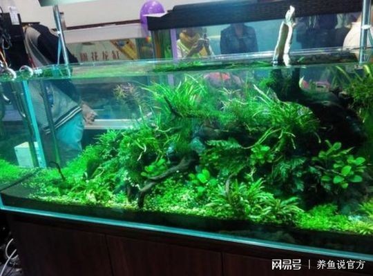 金魚缸內水藻控制方法，金魚缸內水藻控制方法摘要