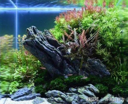 金魚缸內水藻控制方法，金魚缸內水藻控制方法摘要