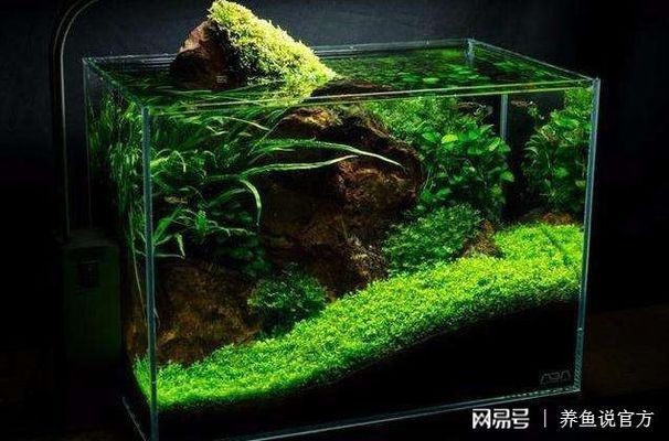金魚缸內水藻控制方法，金魚缸內水藻控制方法摘要
