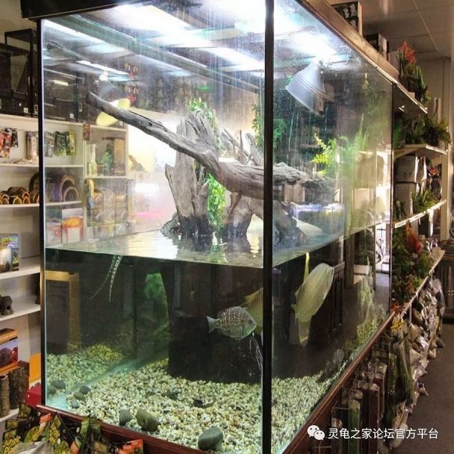 如何挑選合適的二手魚(yú)缸：二手市場(chǎng)交易指南在二手市場(chǎng)交易時(shí)需要注意一些事項(xiàng)