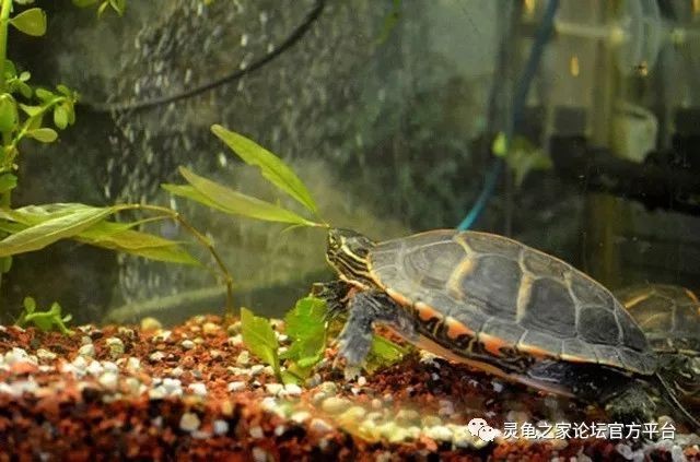 如何挑選合適的二手魚(yú)缸：二手市場(chǎng)交易指南在二手市場(chǎng)交易時(shí)需要注意一些事項(xiàng)