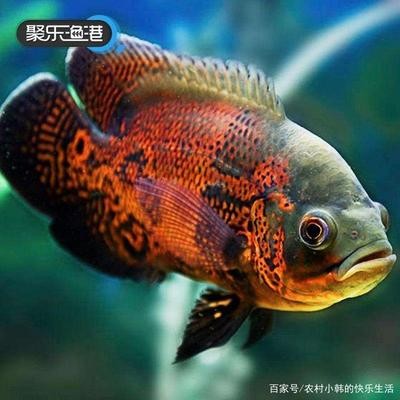 銀龍魚的繁殖方法視頻（銀龍魚的繁殖方法視頻教程）