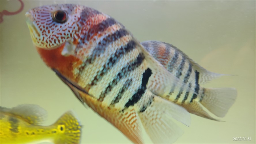 帝王虎斑菠蘿魚