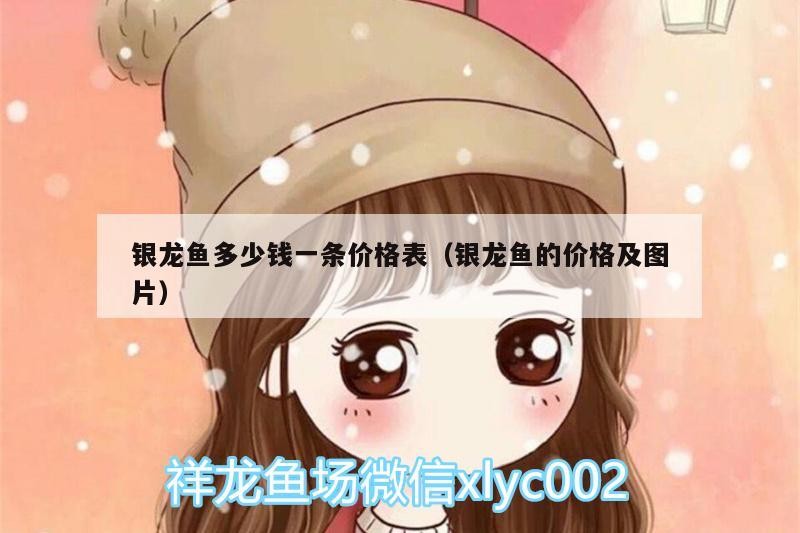 銀龍魚多少錢一條價格表（銀龍魚的價格及圖片） 銀龍魚多少錢一條價格表（銀龍魚的價格及圖片） 銀龍魚百科 第1張