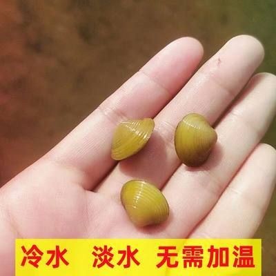 河蚌養(yǎng)在魚缸里有利有弊？如何科學(xué)養(yǎng)河蚌？：河蚌養(yǎng)在魚缸里既有好處也有壞處如何科學(xué)養(yǎng)河蚌飼養(yǎng)技巧 河蚌養(yǎng)在魚缸里有利有弊？如何科學(xué)養(yǎng)河蚌？：河蚌養(yǎng)在魚缸里既有好處也有壞處如何科學(xué)養(yǎng)河蚌飼養(yǎng)技巧 魚缸百科 第3張
