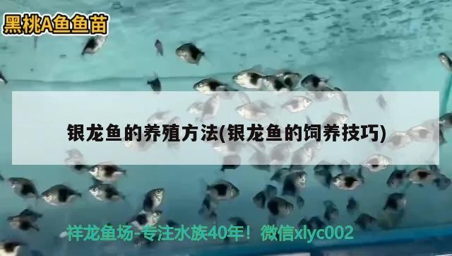 銀龍魚的養殖方法(銀龍魚的飼養技巧)