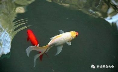 60厘米的缸能養龍魚嗎