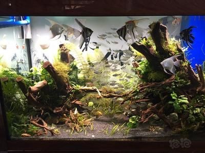 水草缸的養(yǎng)護(hù)秘籍：底濾魚缸造景養(yǎng)水草