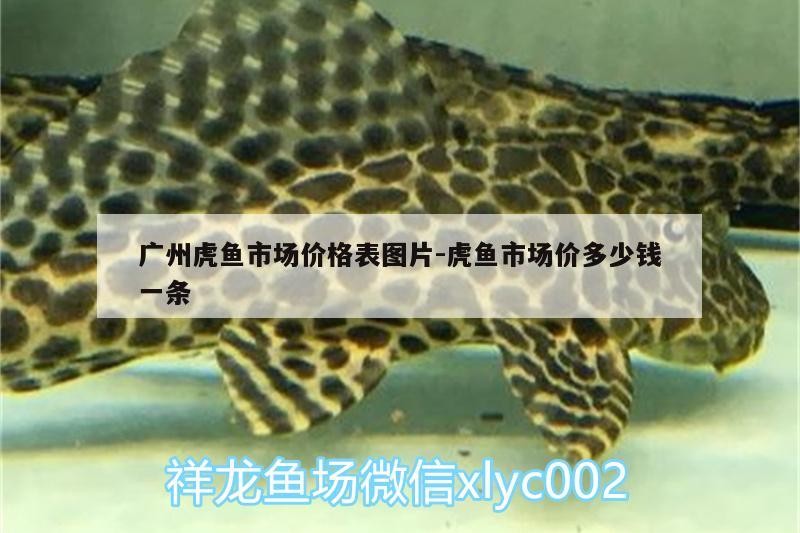 廣州虎魚市場價格表圖片:虎魚市場價多少錢一條