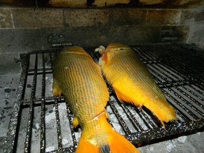 黃金河虎魚(yú)適宜的水溫范圍，如何獲取黃金河虎魚(yú)適宜的水溫范圍
