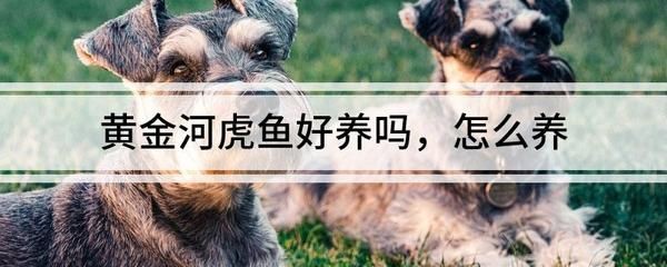黃金河虎魚適宜的水溫范圍，如何獲取黃金河虎魚適宜的水溫范圍