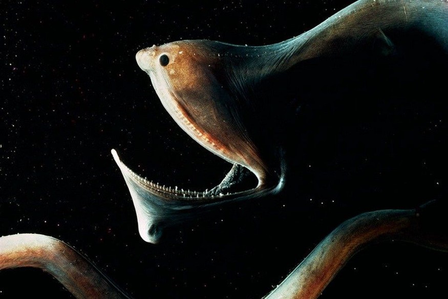 虎魚心理刺激方法介紹，如何保持虎魚的心理健康