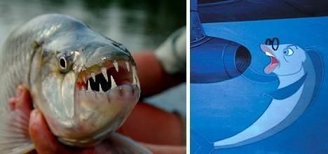 虎魚心理刺激方法介紹，如何保持虎魚的心理健康