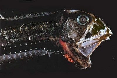虎魚心理刺激方法介紹，如何保持虎魚的心理健康