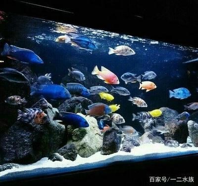 魚缸生態系統加入硝化細菌后魚缸水發白的原因及疾病預防措施：硝化細菌對于魚缸生態系統的作用
